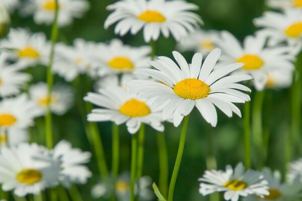 Zahlreiche Gänseblümchen erfreuen sich an saftigen Blumen