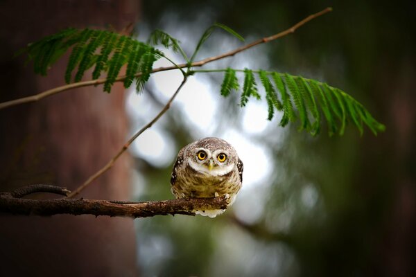 An owl is sitting on a tree branch and watching