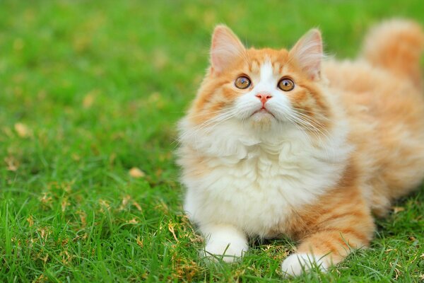 A fluffy white-red cat lies on the green grass