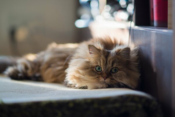 Affectionate cat in the house on the sunbed