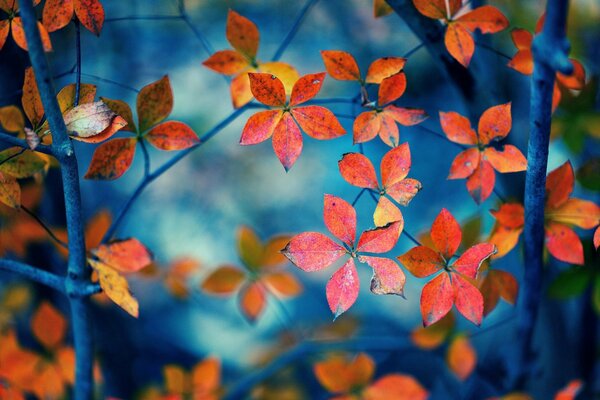 Beautiful red leaves hanging on a branch