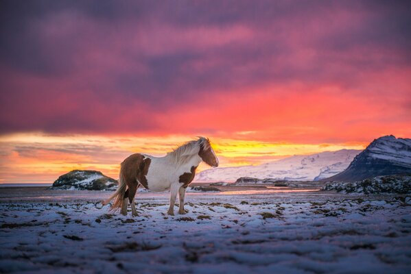 En el fondo del cielo al atardecer, un caballo en las montañas