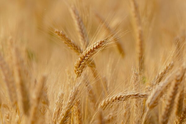 Beautiful wheat ears in the field