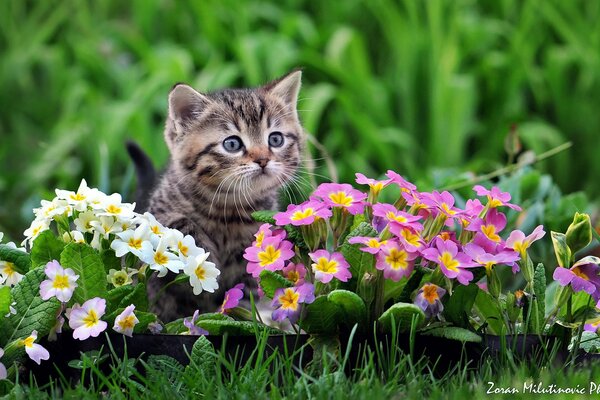 Chaton cutie dans un parterre de fleurs