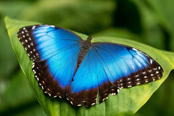 Una mariposa azul se sienta en una hoja verde