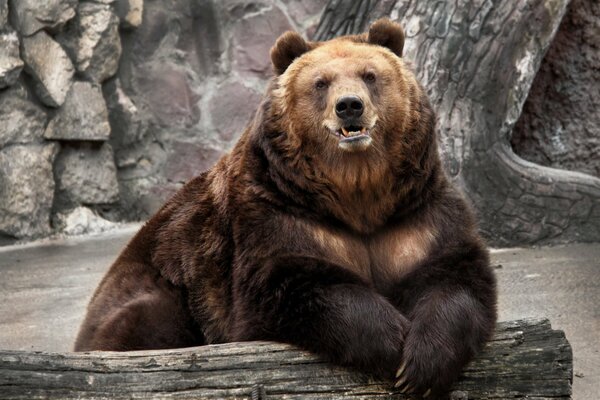 L ours profite de la vie insouciante au zoo