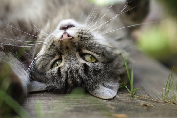 Gatto che dorme sulla schiena alzando gli occhi