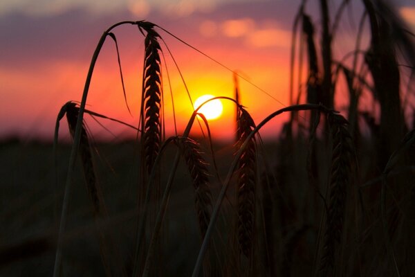 Weizen im Feld bei Sonnenuntergang