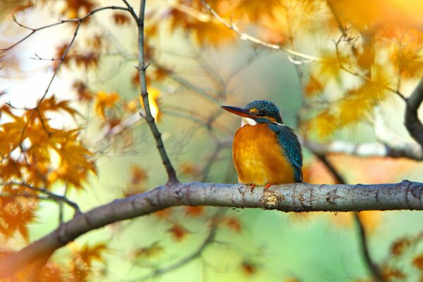 Uccello martin pescatore nella foresta d autunno