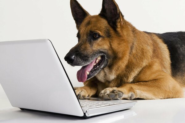 A shepherd dog looks at a laptop on a white background