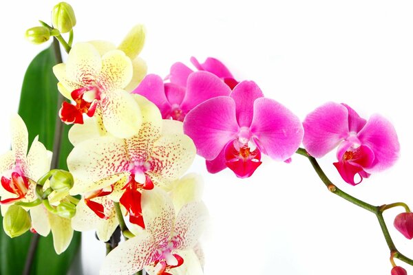 Impresionante orquídea amarilla y rosa sobre fondo blanco