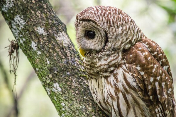 The owl decided to take a nap on the bitch