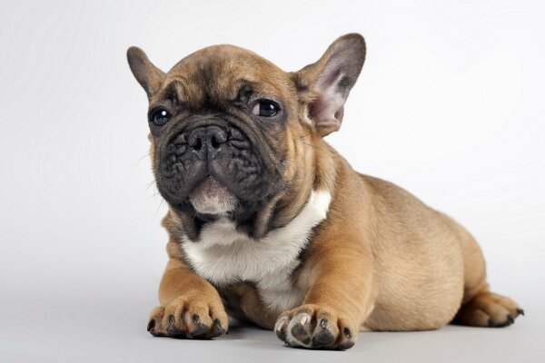 Foto de un pequeño cachorro sobre un fondo blanco