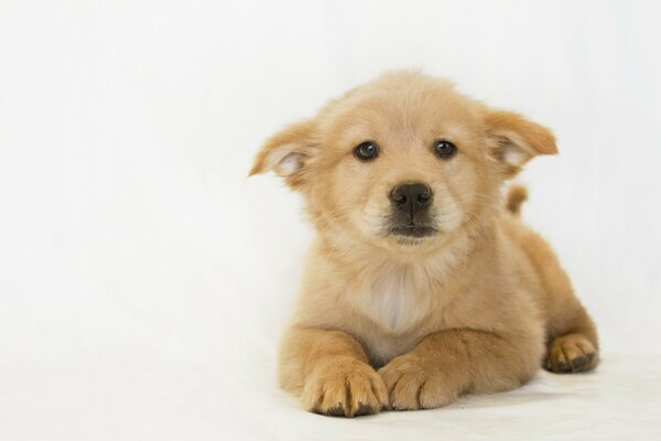 Chiot mignon sur fond blanc