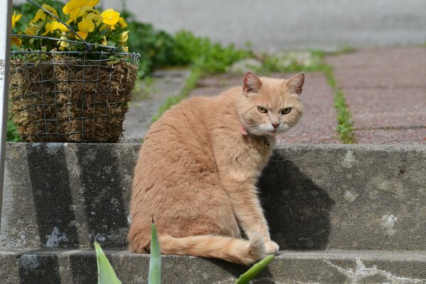 Chat roux sur les Marches avec un panier de fleurs