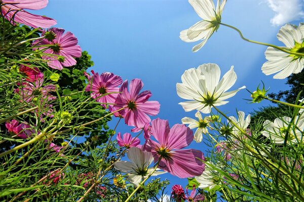 Verts brillants avec des pétales de fleurs délicates