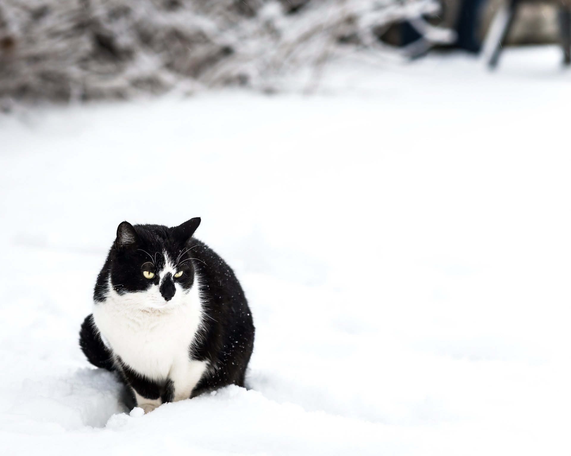 hiver noir neige assis chat blanc