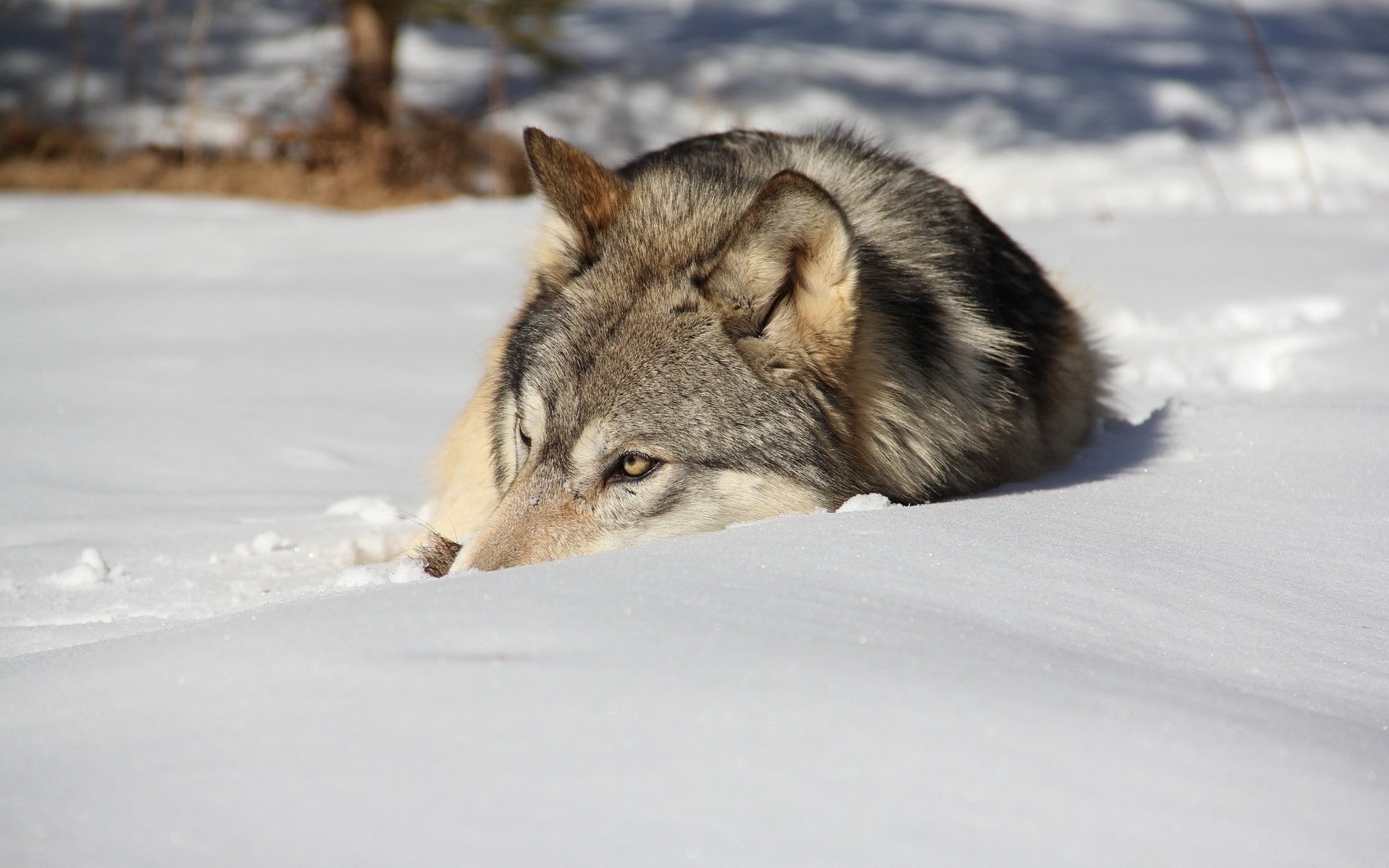 wolf winter schnee