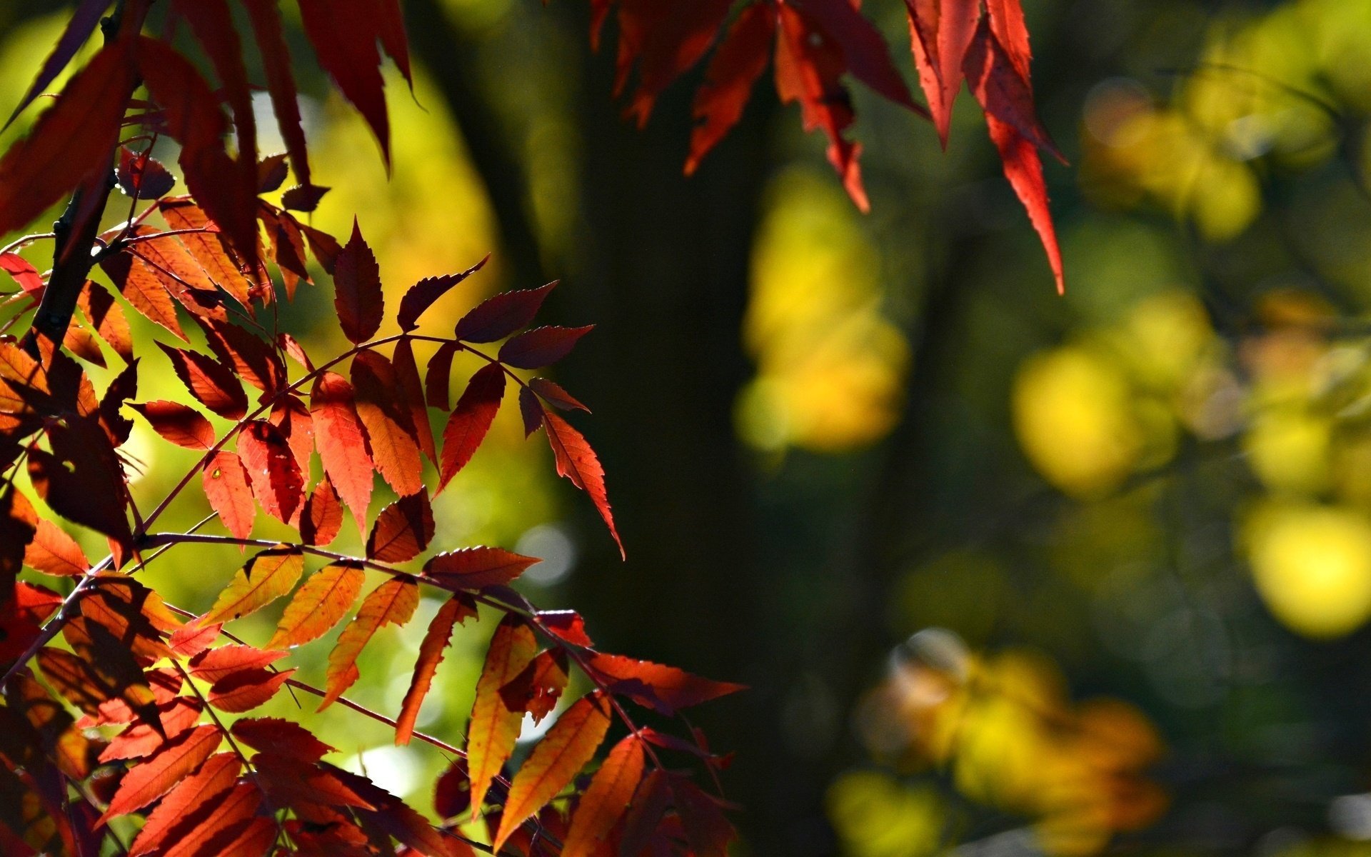 macro foglioline foglie albero rosso bokeh