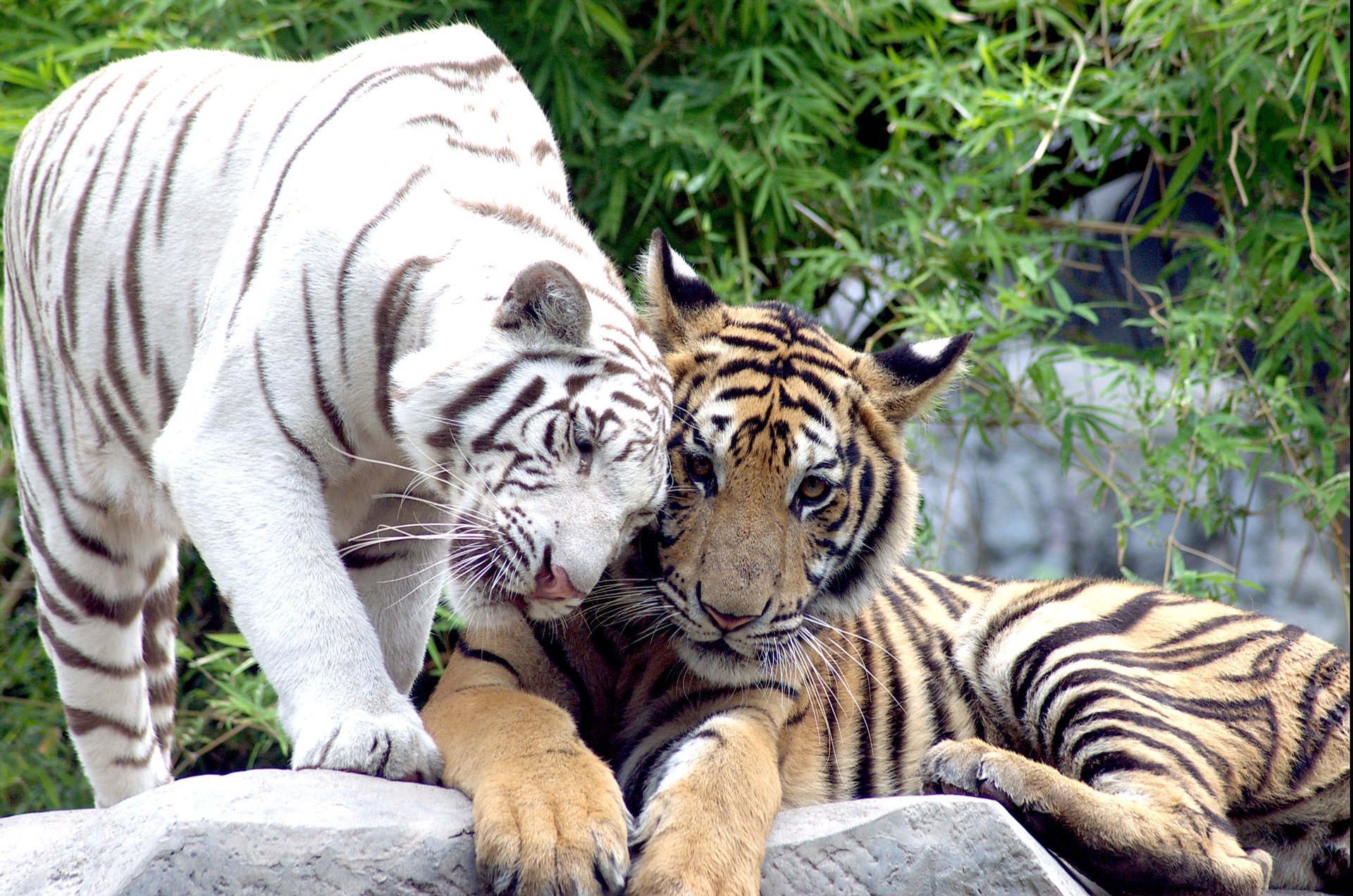 tigers cats pair white tiger