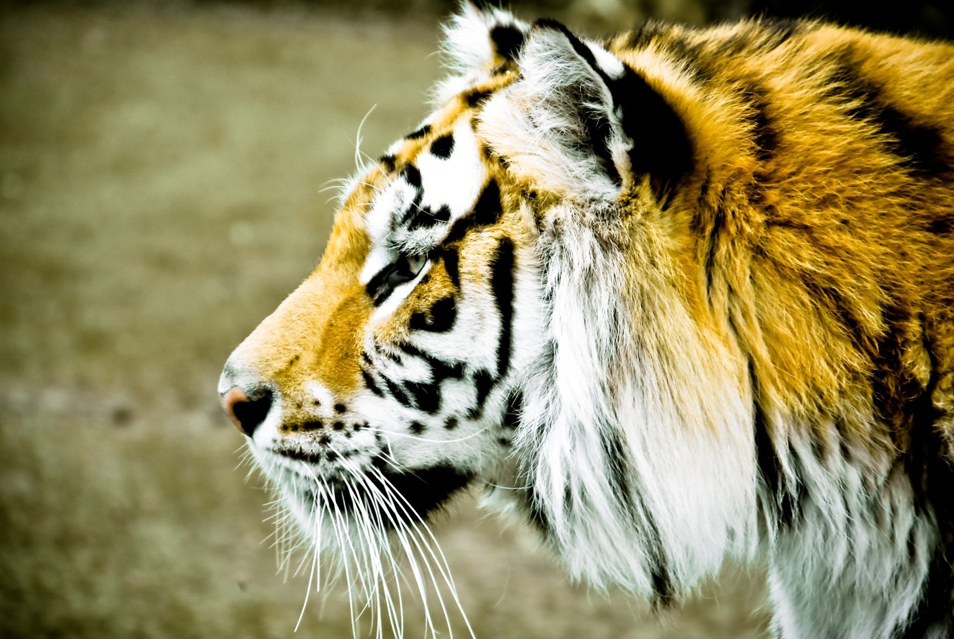 animaux tigre profil flou museau taches arrière-plan