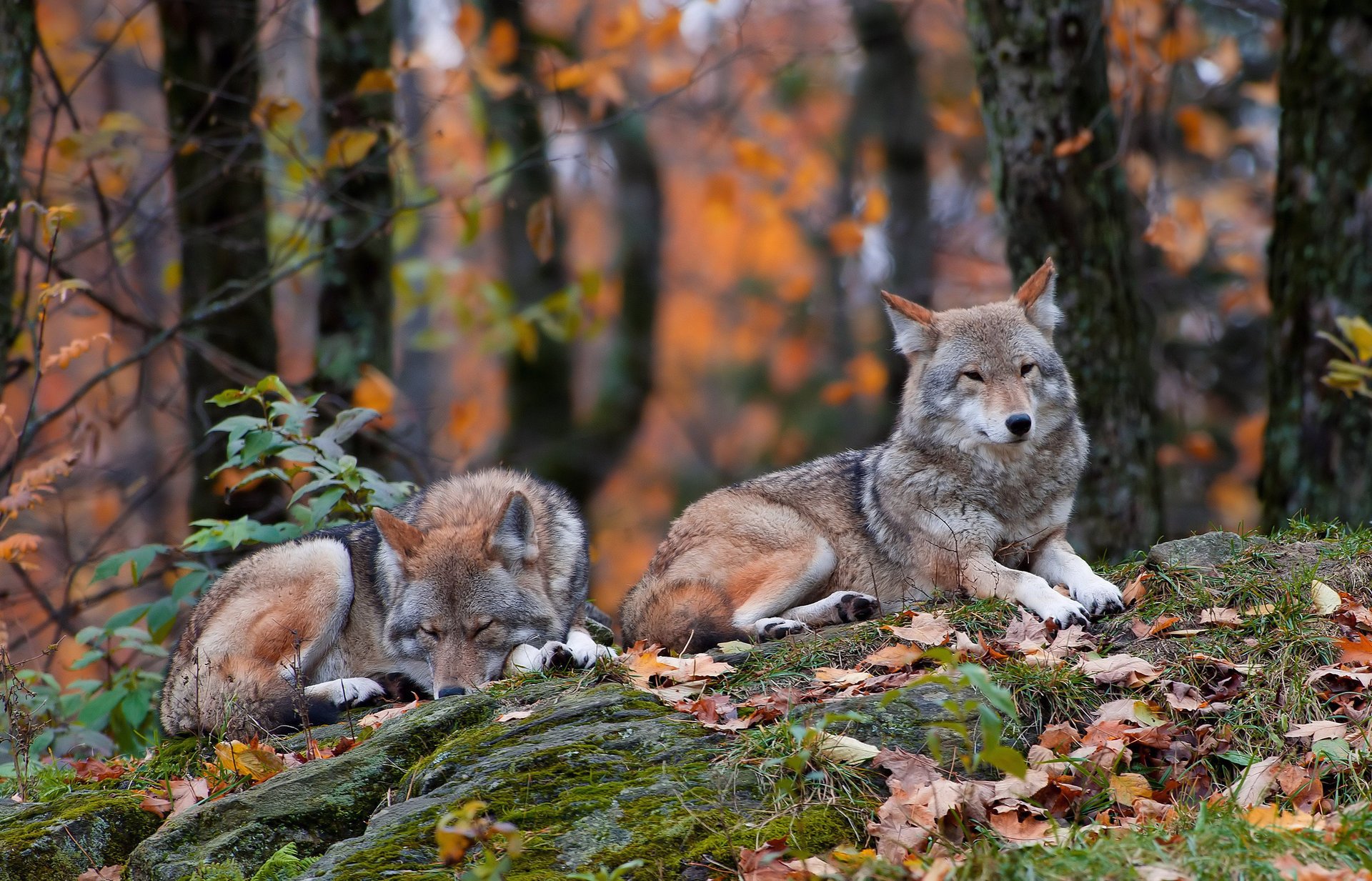 foresta coyote autunno erba si trovano foglie pietre due