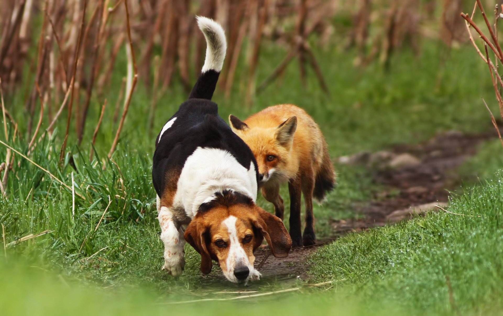 grass path fox dog