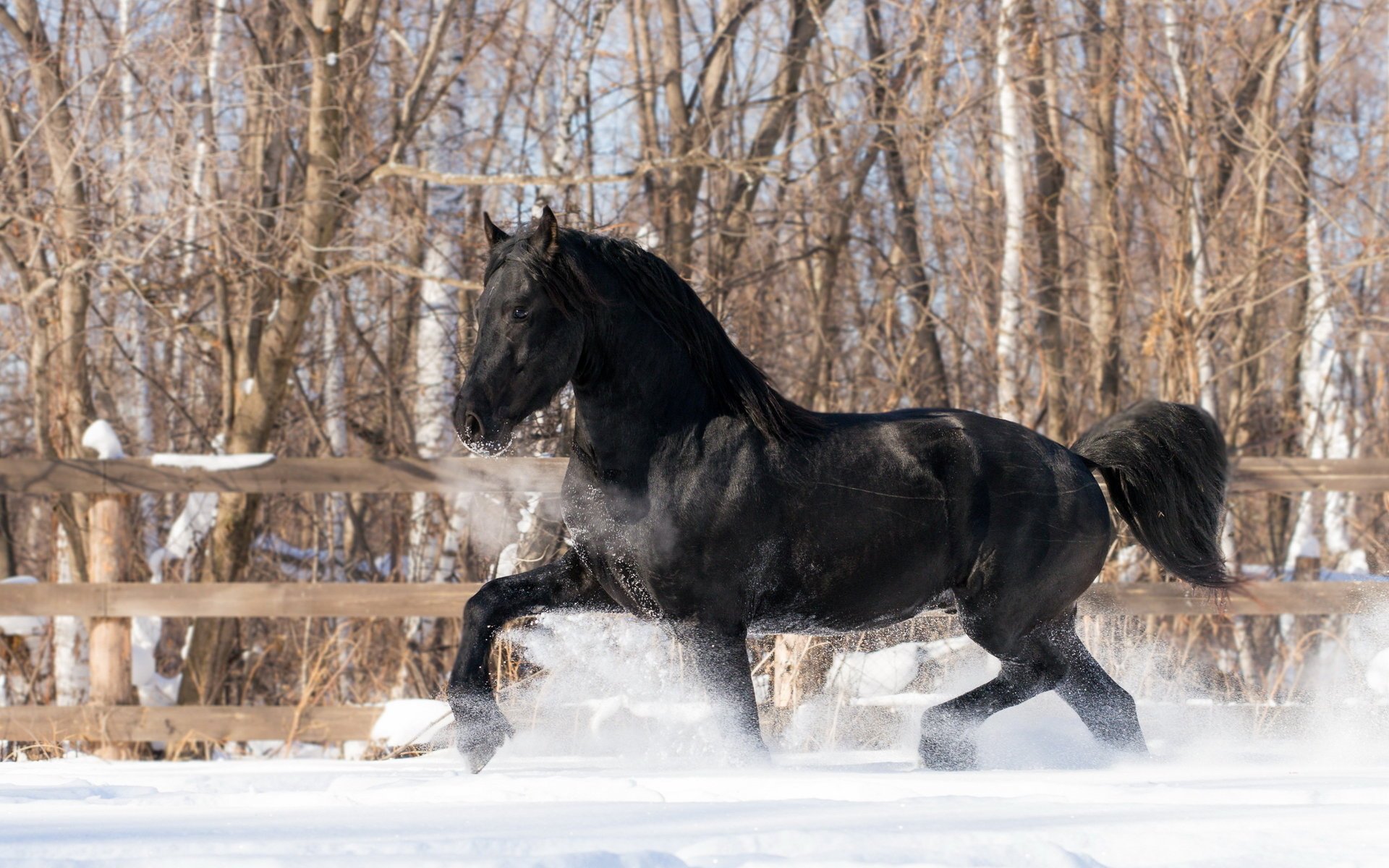 cavallo inverno neve