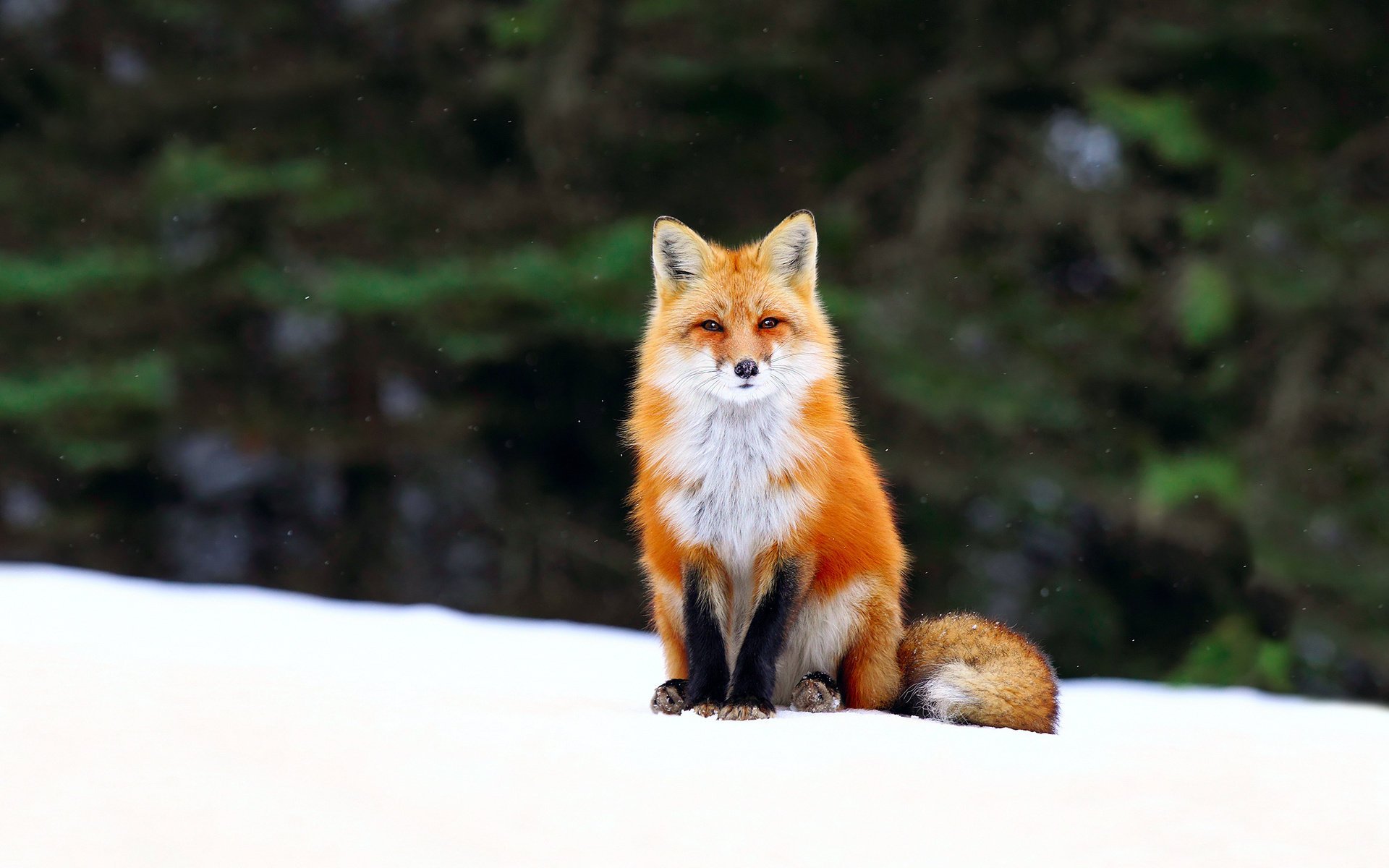 fox fox winter forest snow