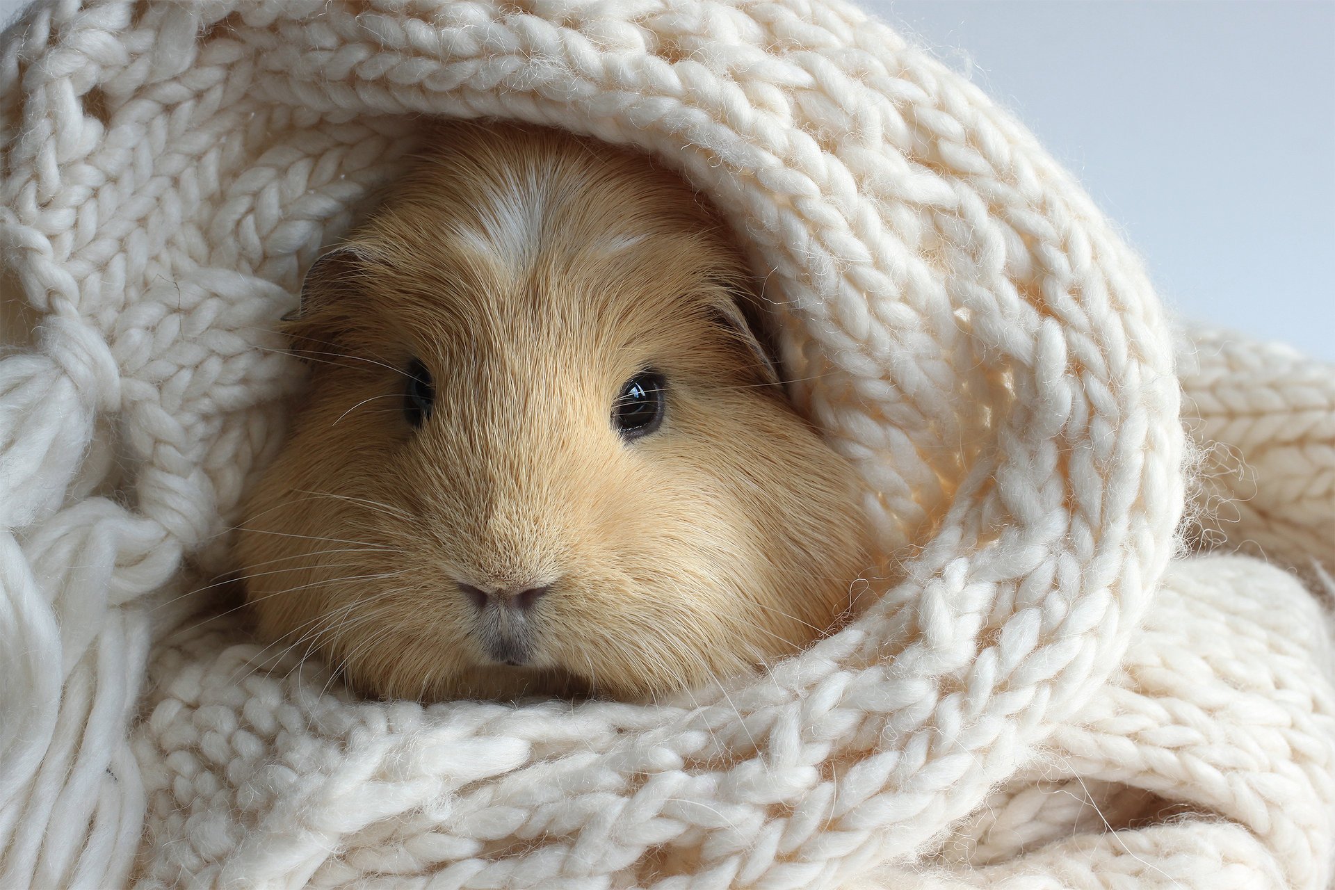 cavia sciarpa bianco lavorato a maglia