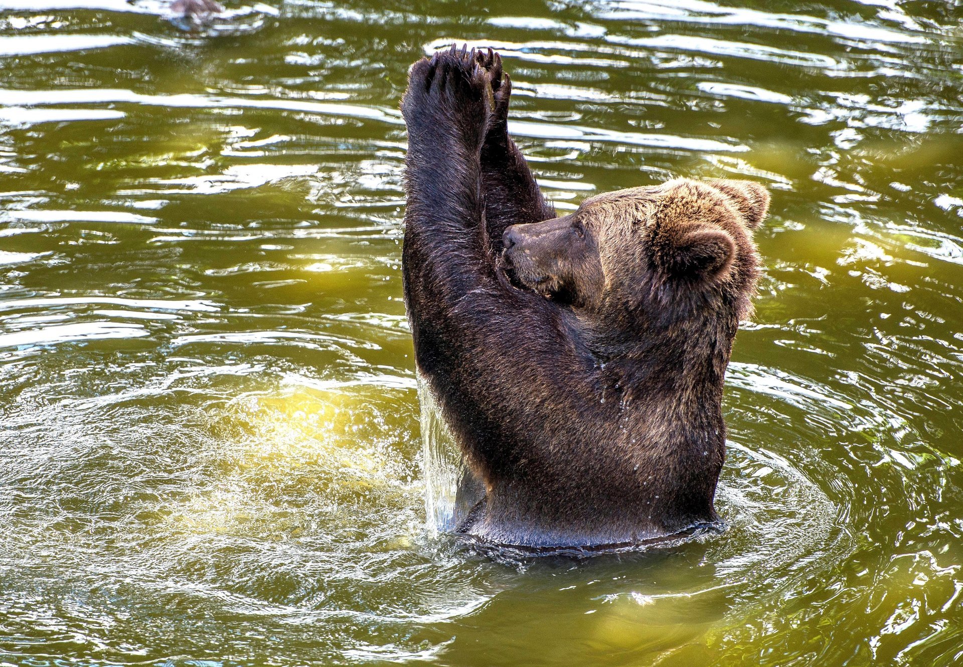 water european brown bear applause