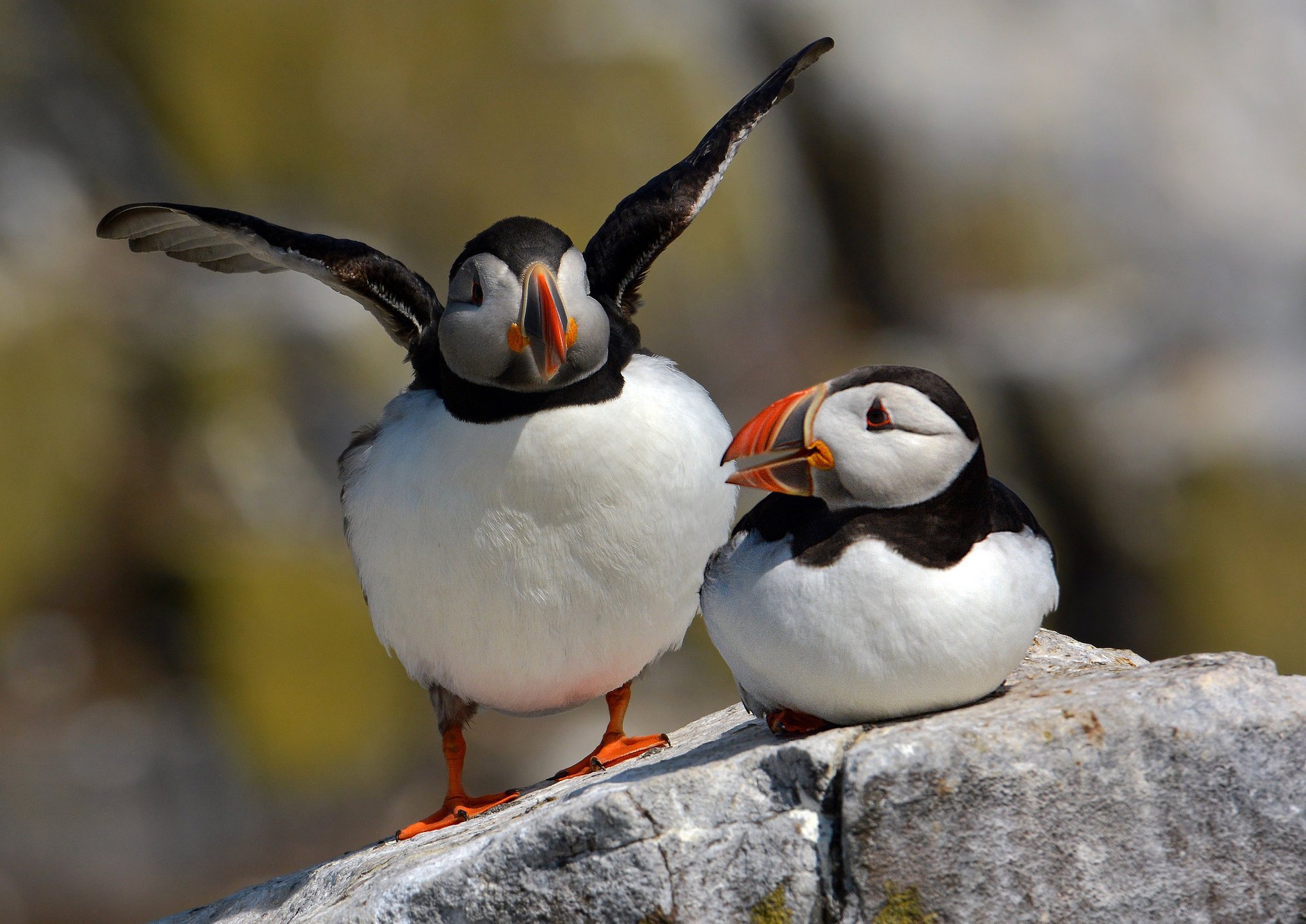 pietra due vicoli ciechi uccelli