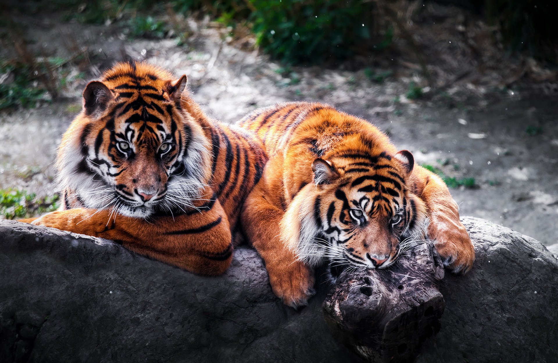 tigri gatti selvatici predatori coppia pietra