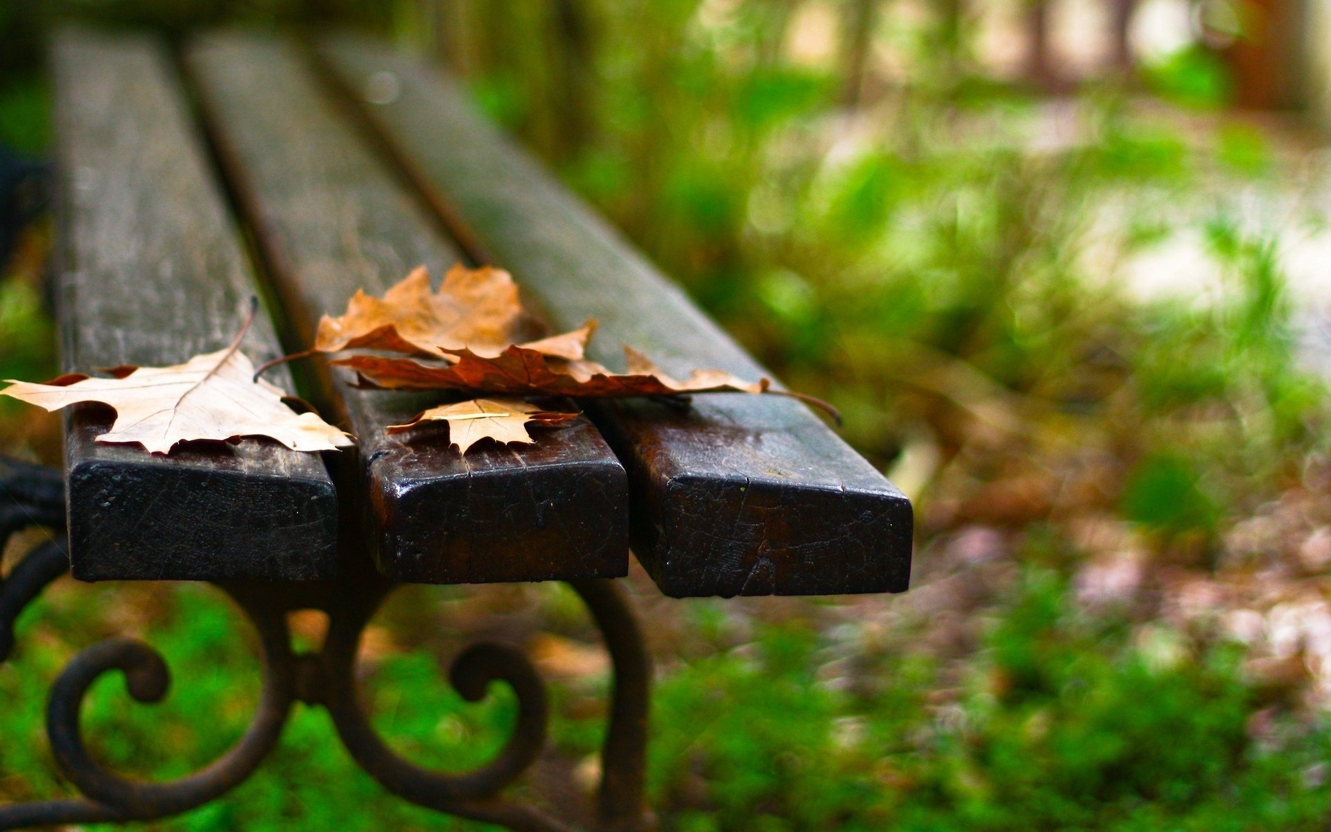 macro bench bench bench leaf bench