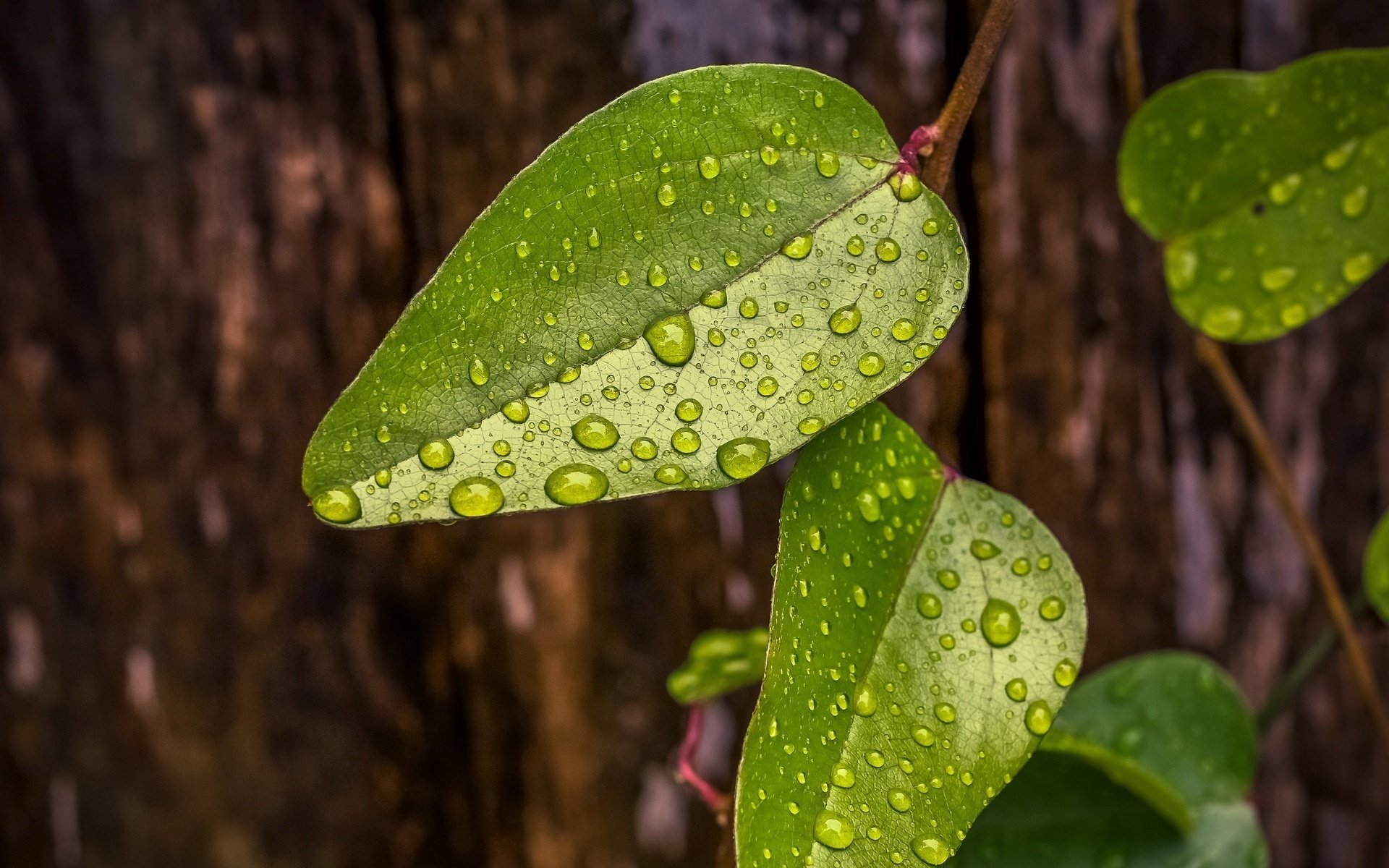 macro leaves dew leaf water leaves green