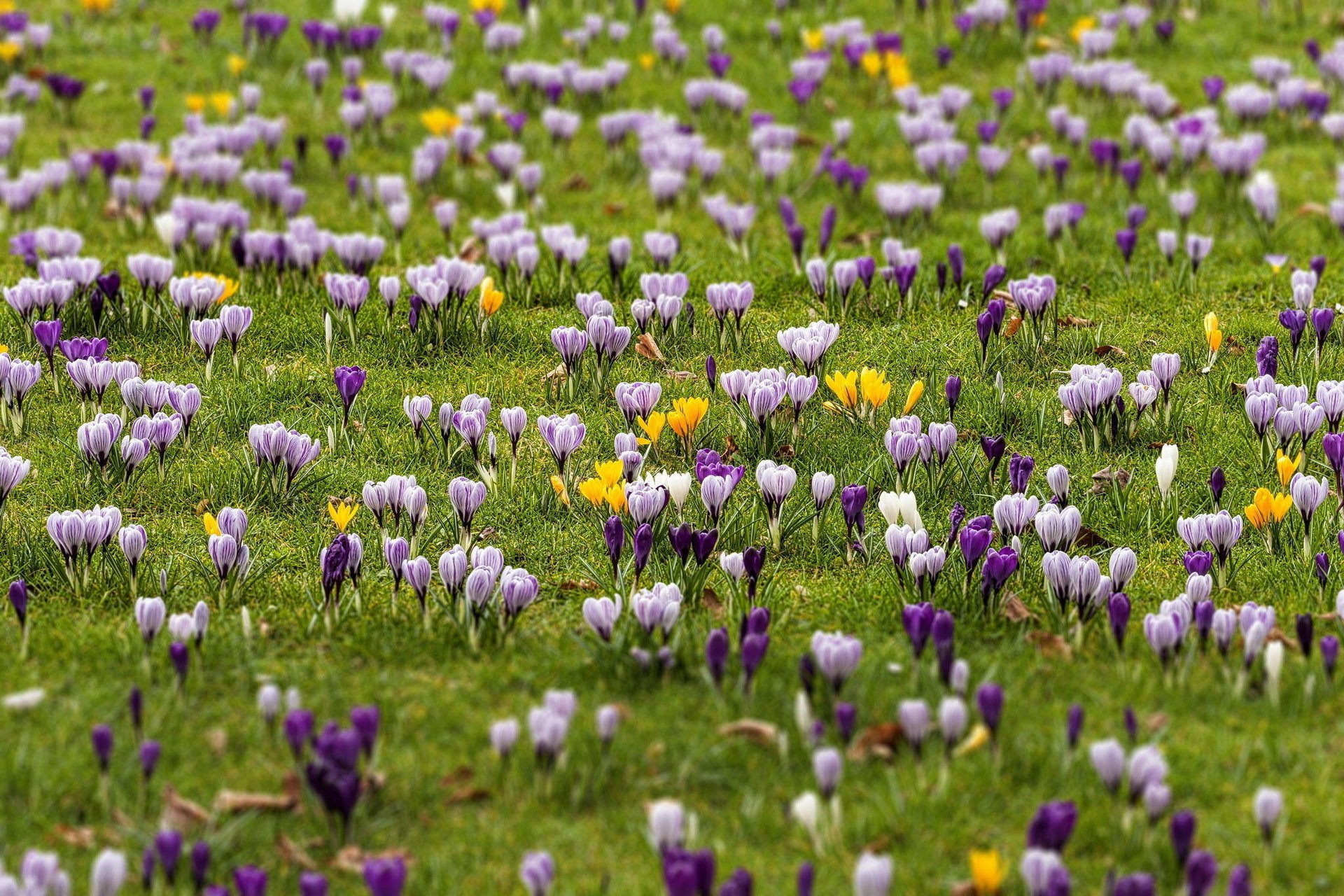 azafranes campo primavera