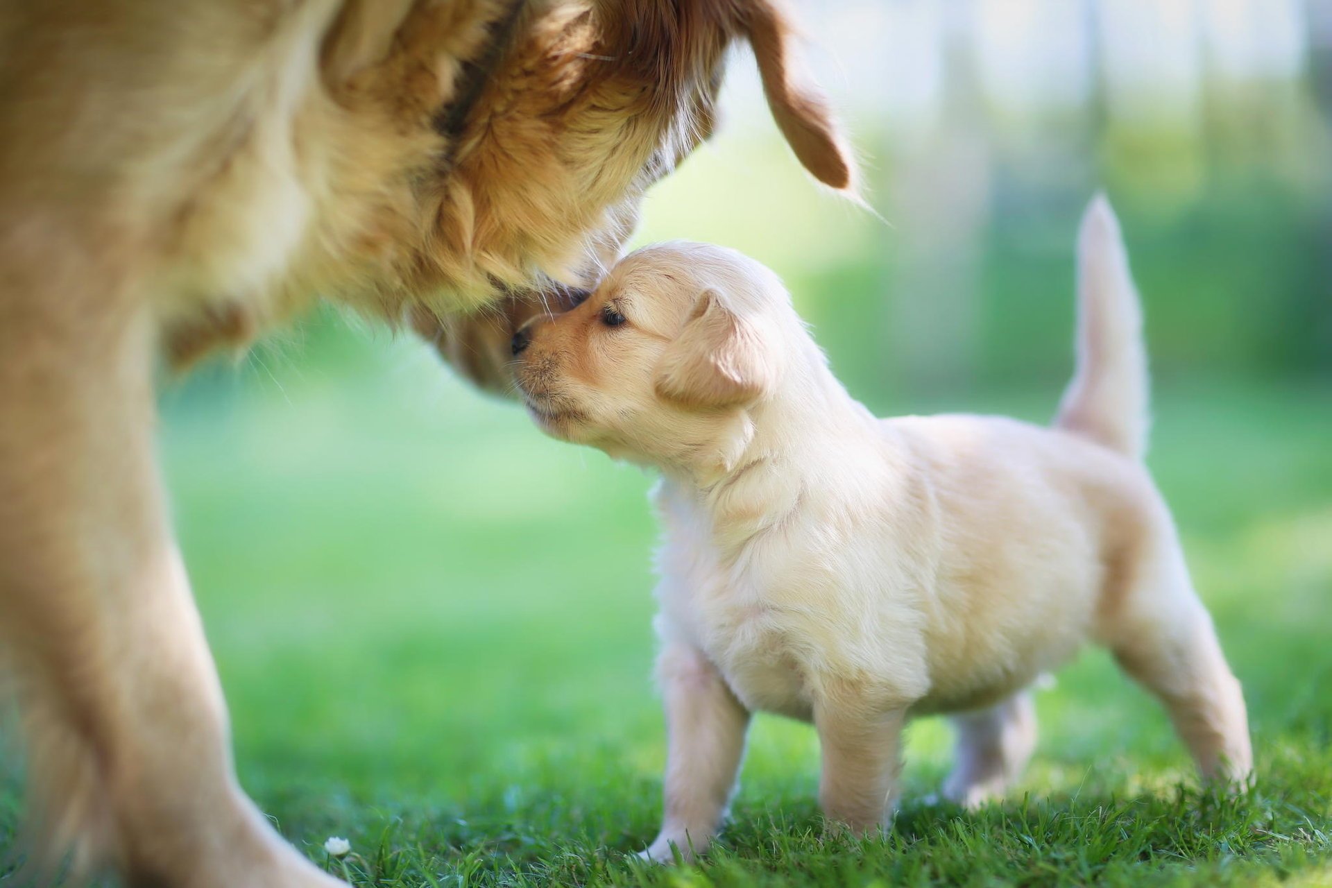 golden retriever щенок мама