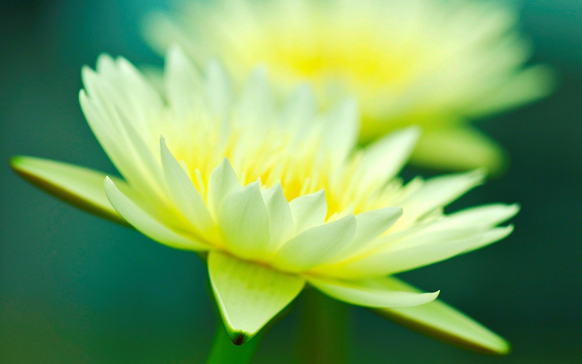 blumen makro blume blume macro flower gelb grün