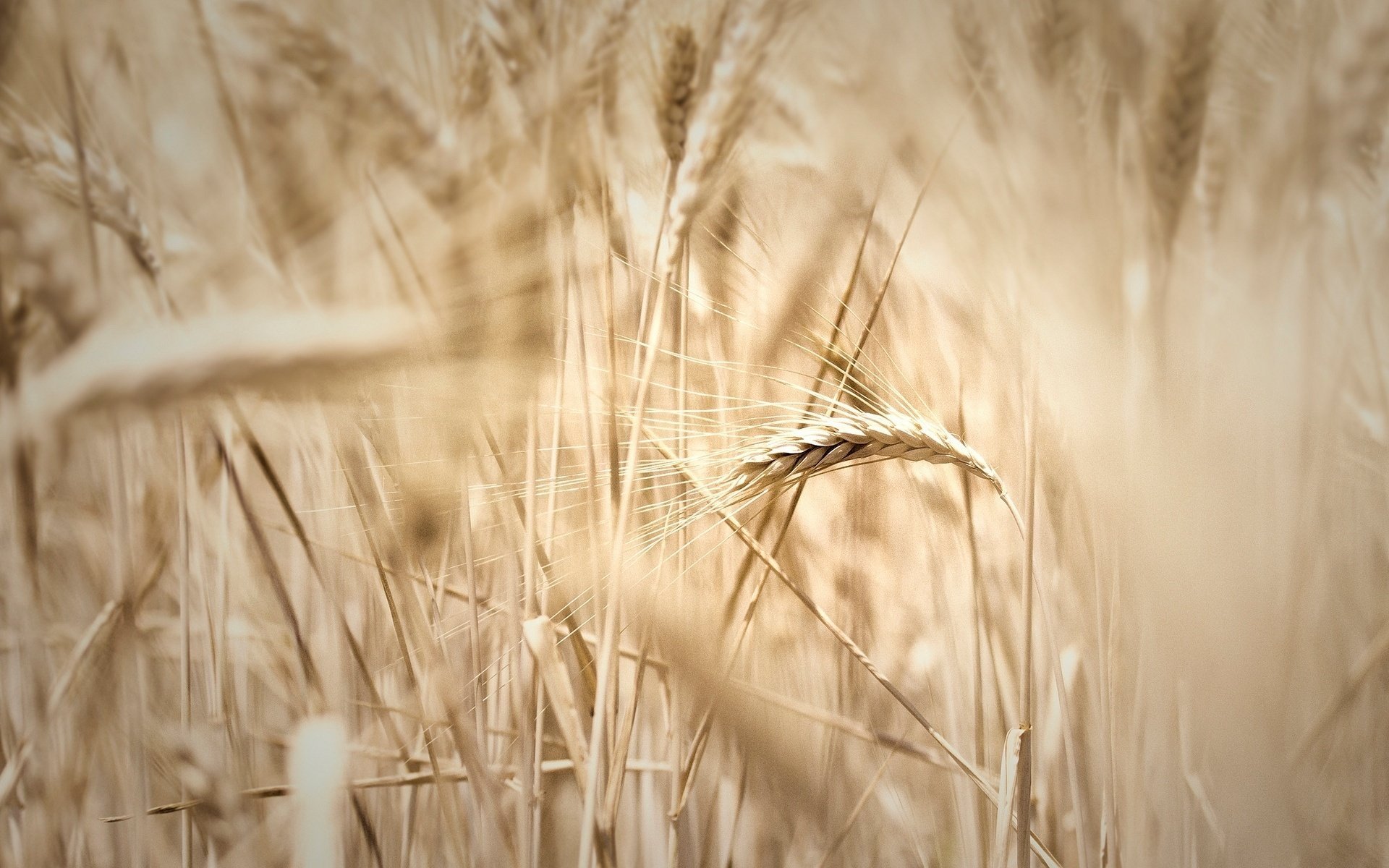 macro rye ears wheat spikelets field spike