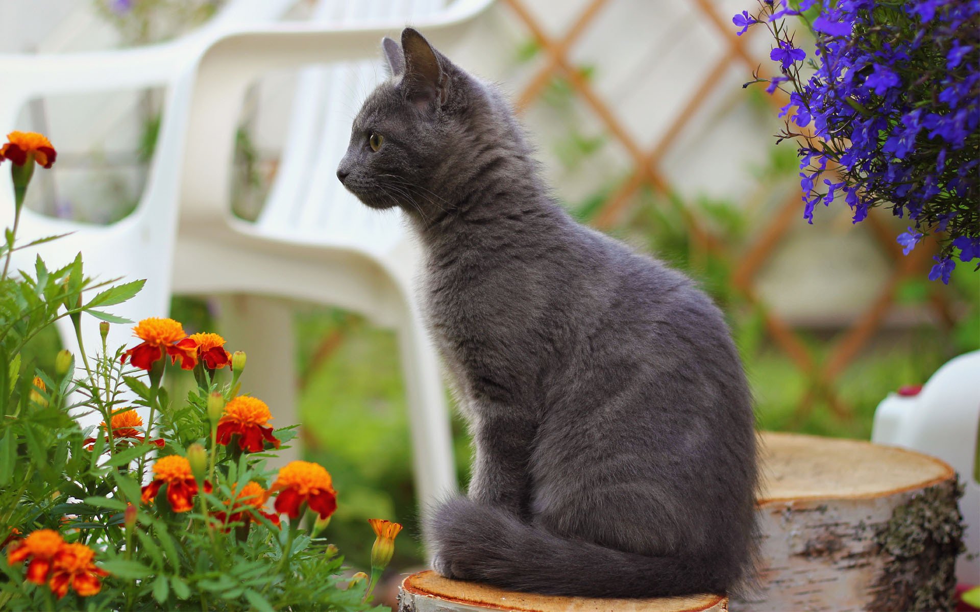 gatto fiori calendule moncone sedia fumoso gatto