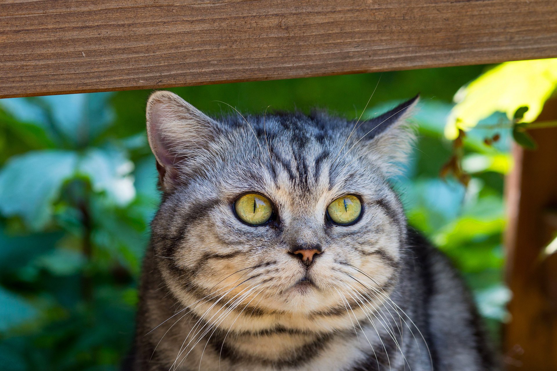 gatto a strisce occhi verde muso gatto baffi grigio