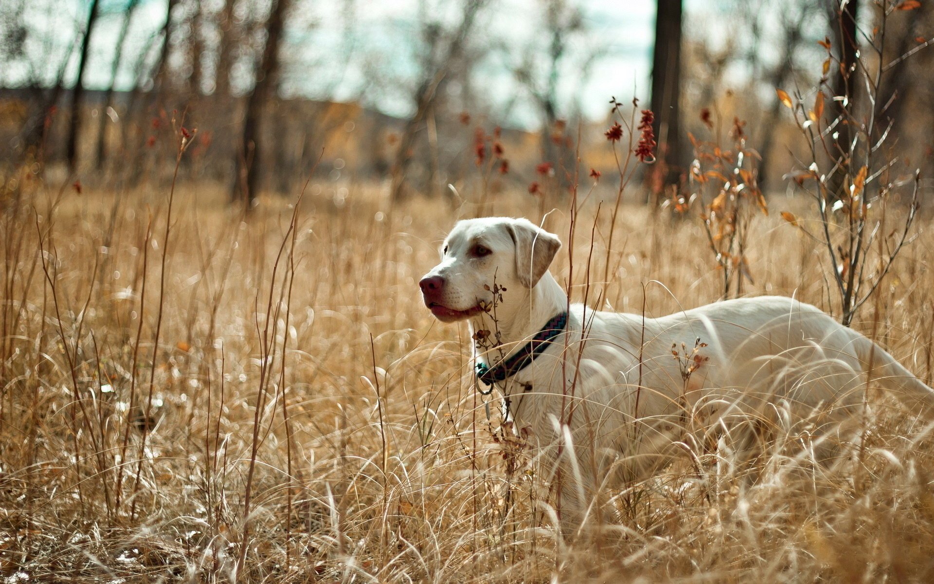 dog nature field