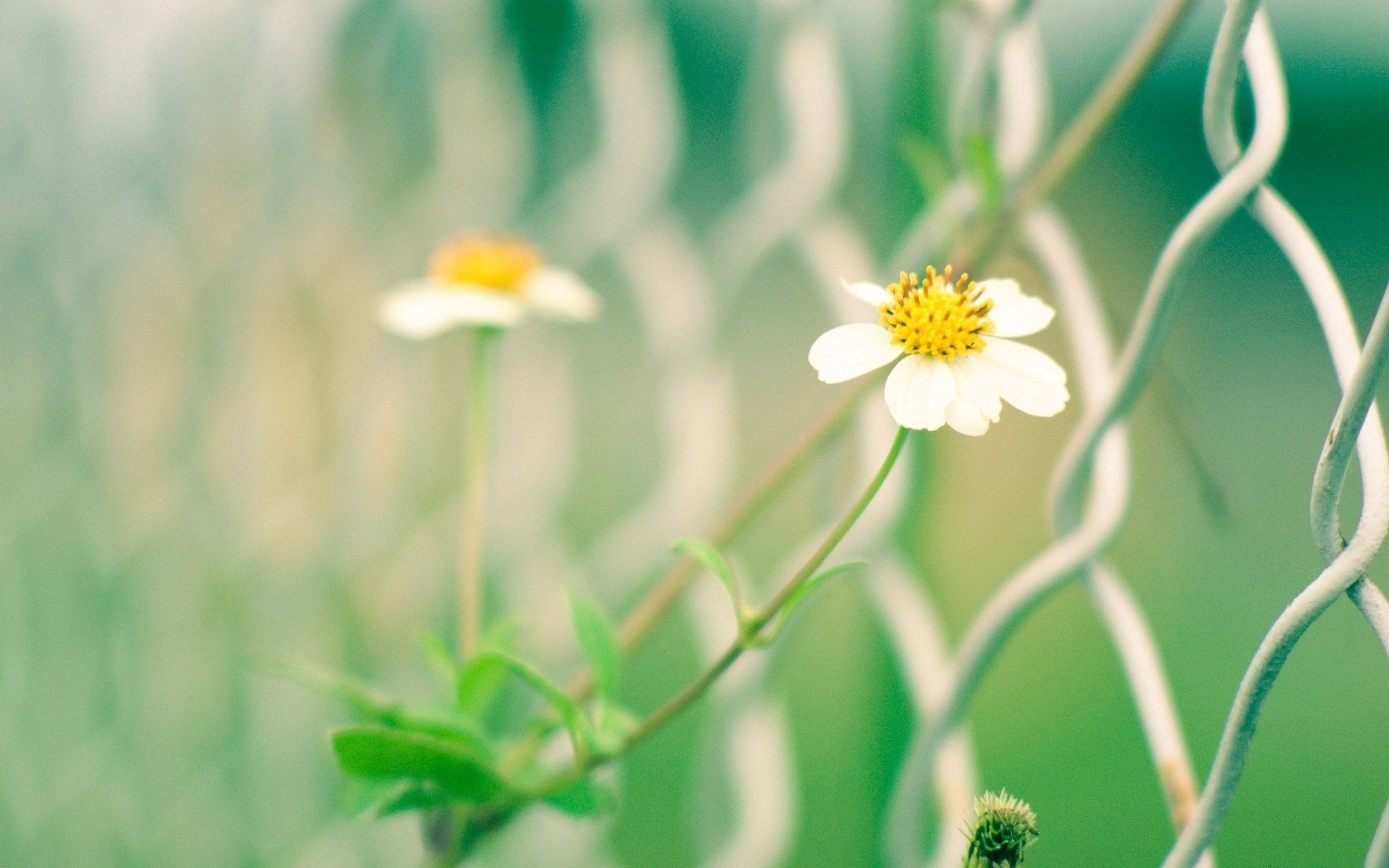 makro blumen gitter grün weiß gelb blümchen