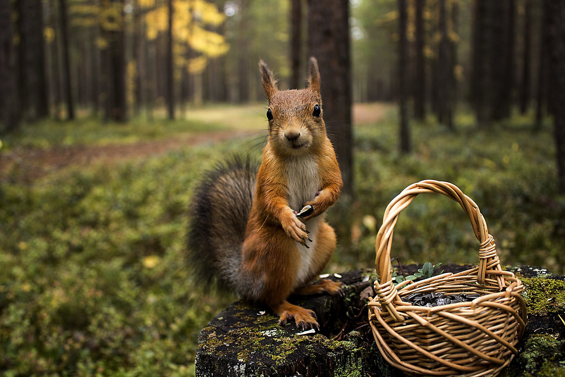 wald stumpf korb tiere eichhörnchen eichhörnchen natur