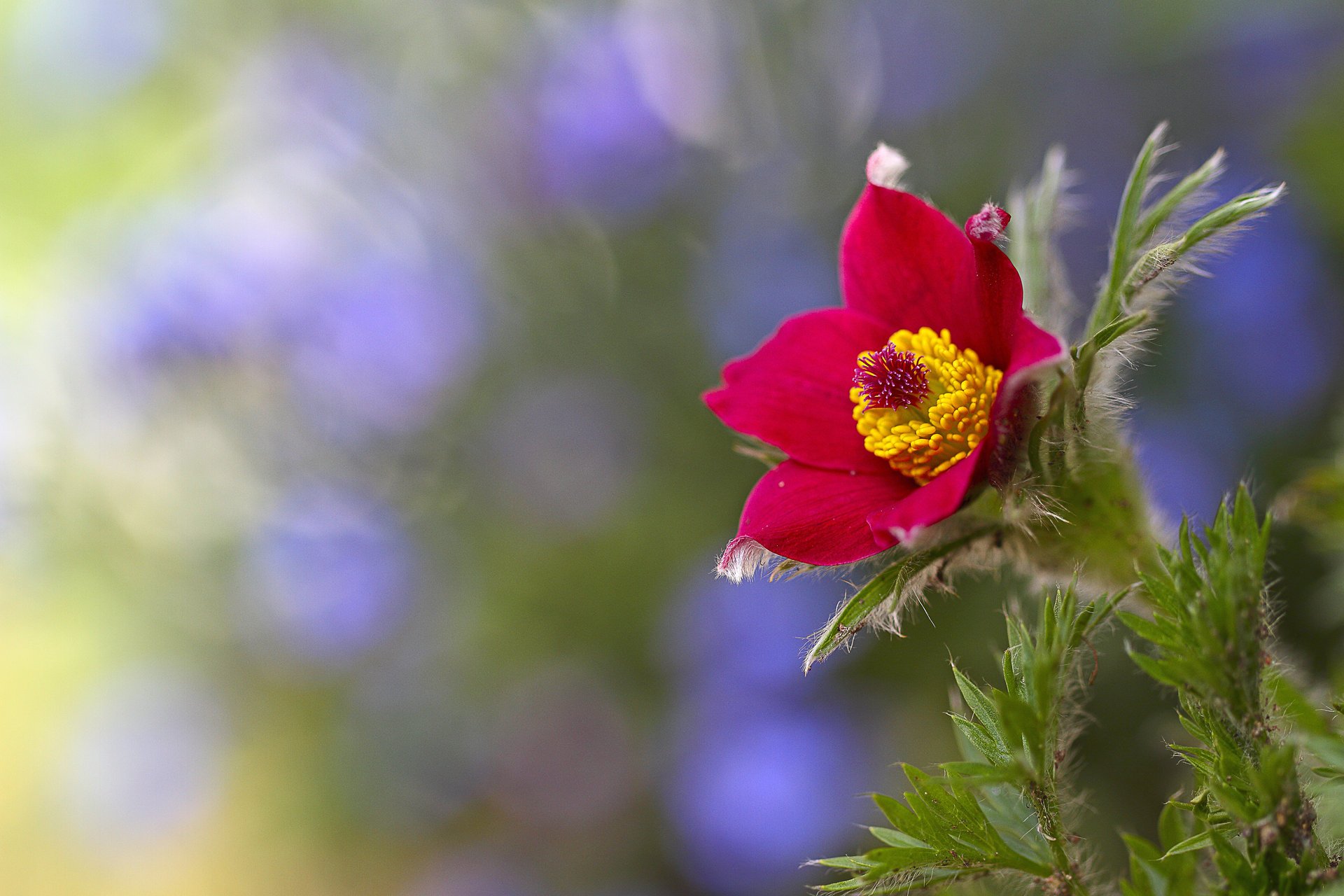 fleur fond rouge flou