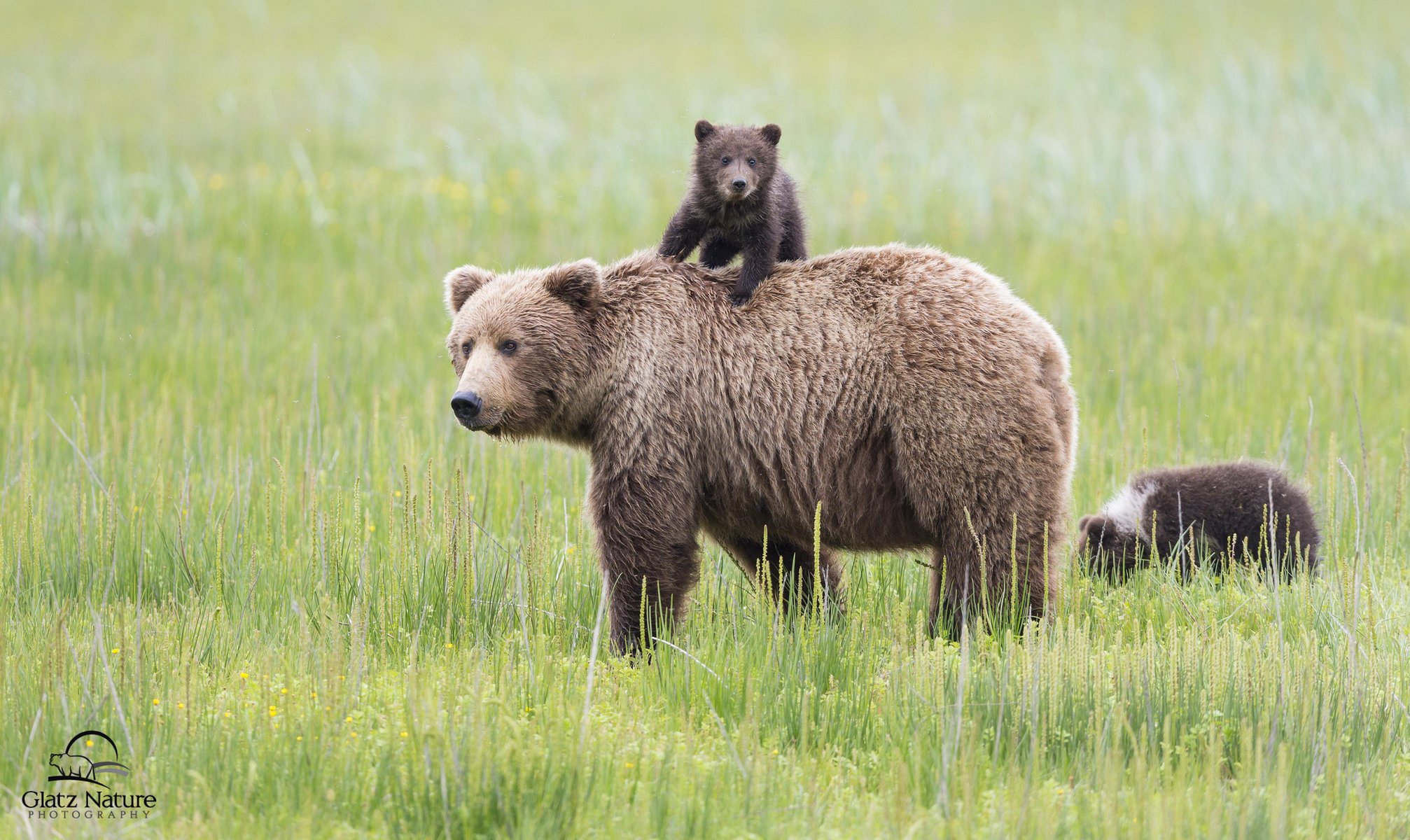 alaska lake clark national park bear alaska bear