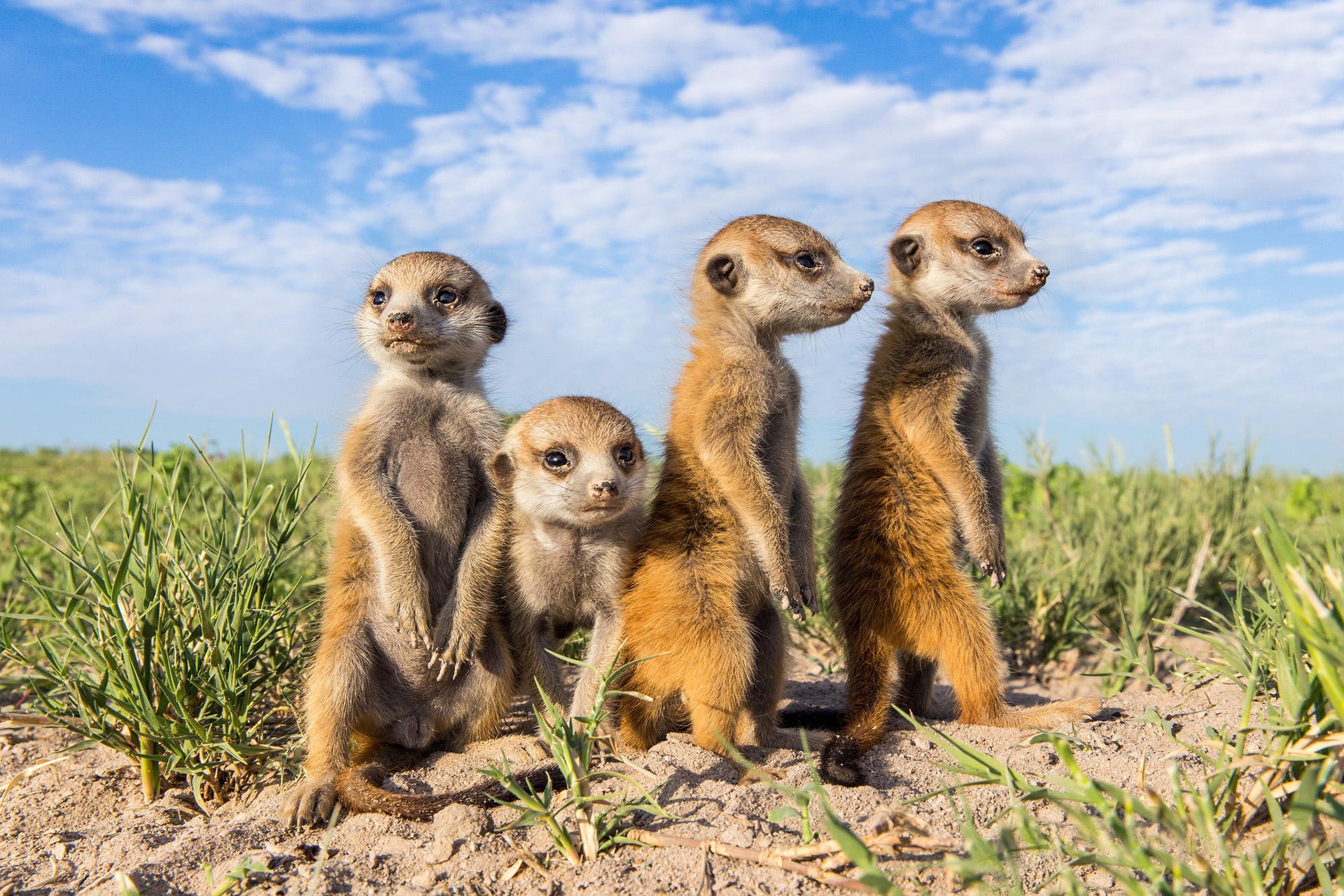 animaux museaux suricates