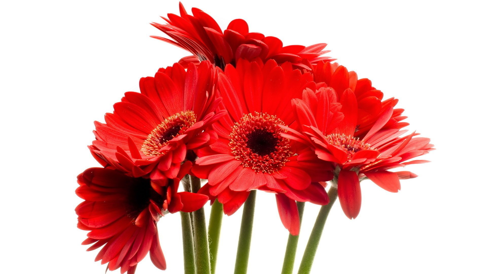 gerbera rote blumen blumenstrauß