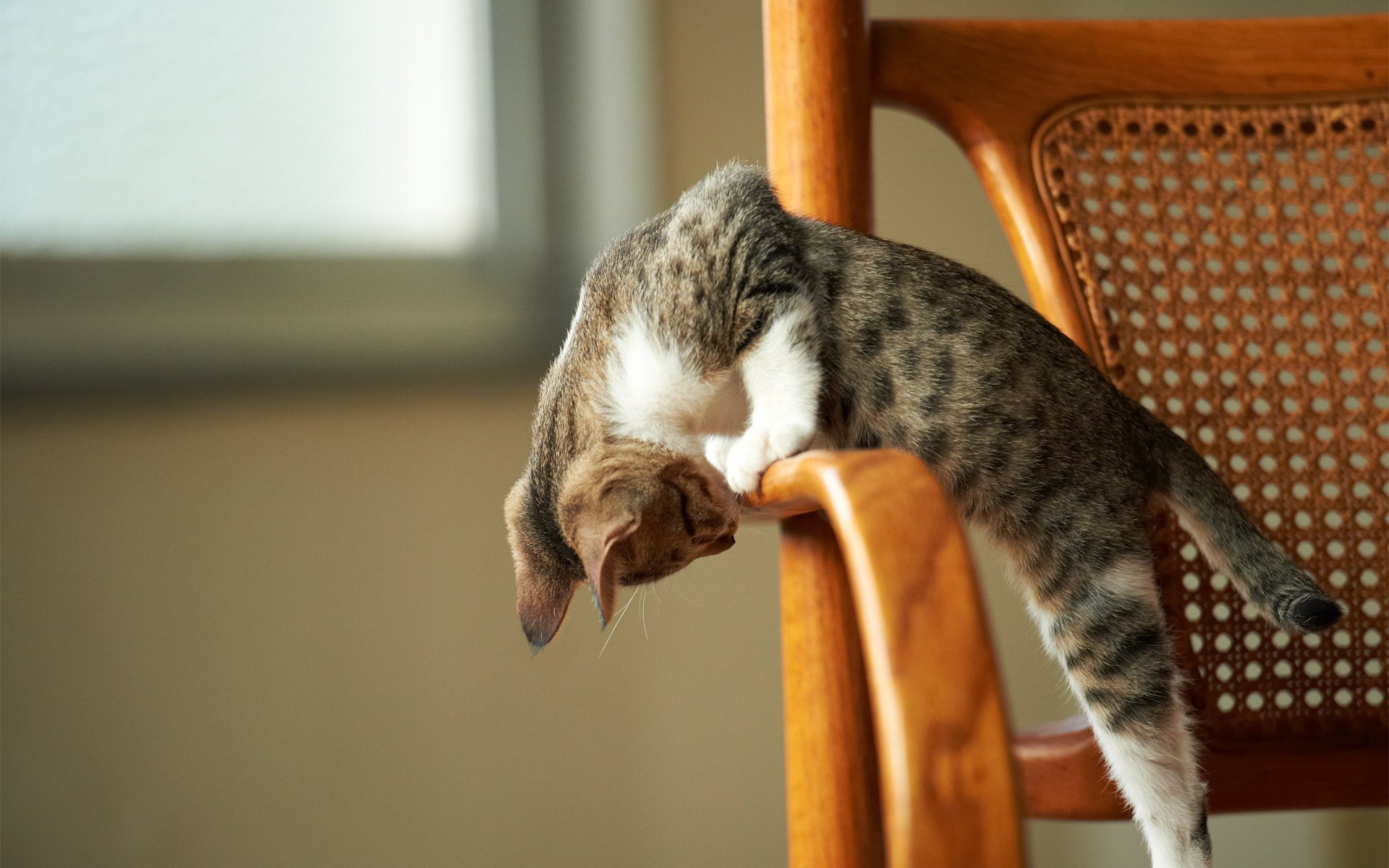 chaton jeu attention chaise