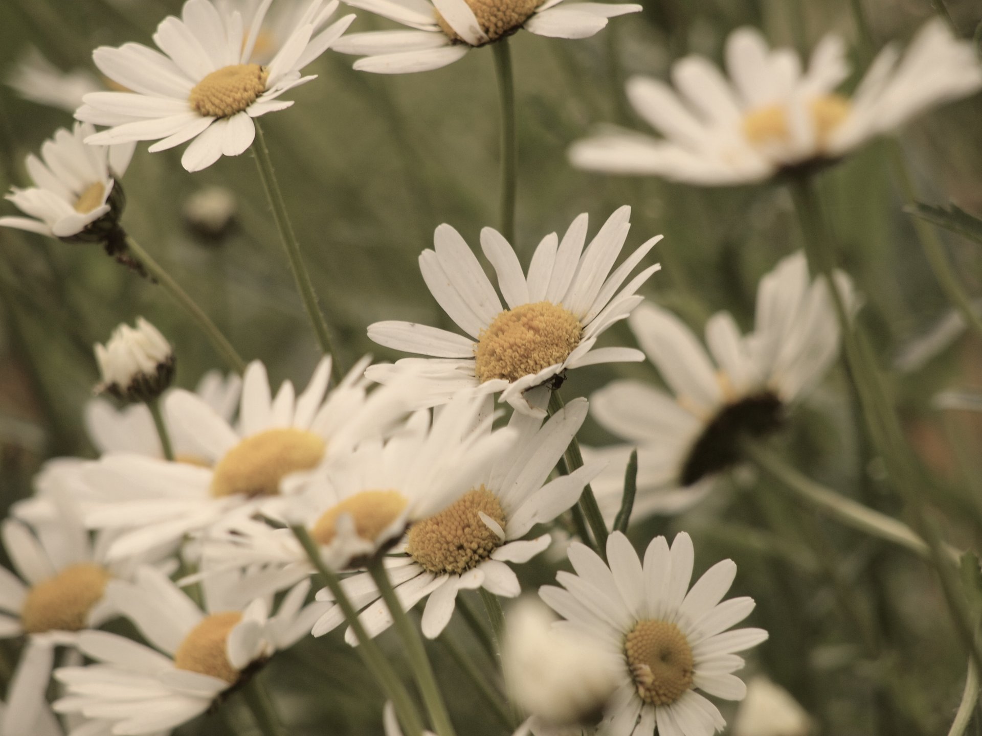 grün blütenblätter hintergrund weiß gelb blumen blümchen